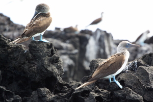 Our first encounter with blue-footed boobies: minutes after getting off the ship!