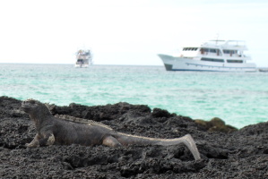 An iguana with our boat in the background