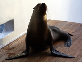 Turns out that a sea lion liked our deck for the night