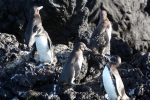 Penguins on land. White bellies + black rock = hard to take pictures