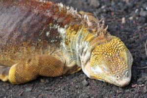 Land iguana, much bigger than the marine one