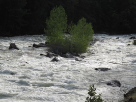 Trees amidst the chaotic Merced river