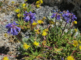 The wildflowers were EVERYWHERE... at least 5-6 different kinds