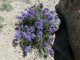 How these guys manage to grow at over 11,000', I find pretty impressive..