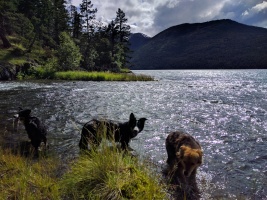 We 'borrowed' 3 other dogs to keep us safe from bears on the run :)