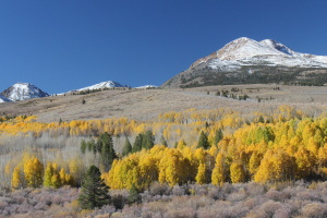 This aspen grove was on fire!