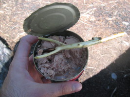 nothing like a can of tuna for breakfast