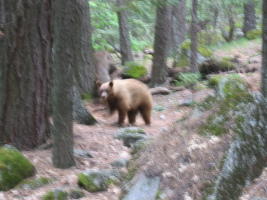 bear :) (unfortunately it was dark and all my shots were blurry)
