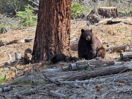 Mama bear and 3 cubs near Northstar Mama bear and 3 cubs near Northstar